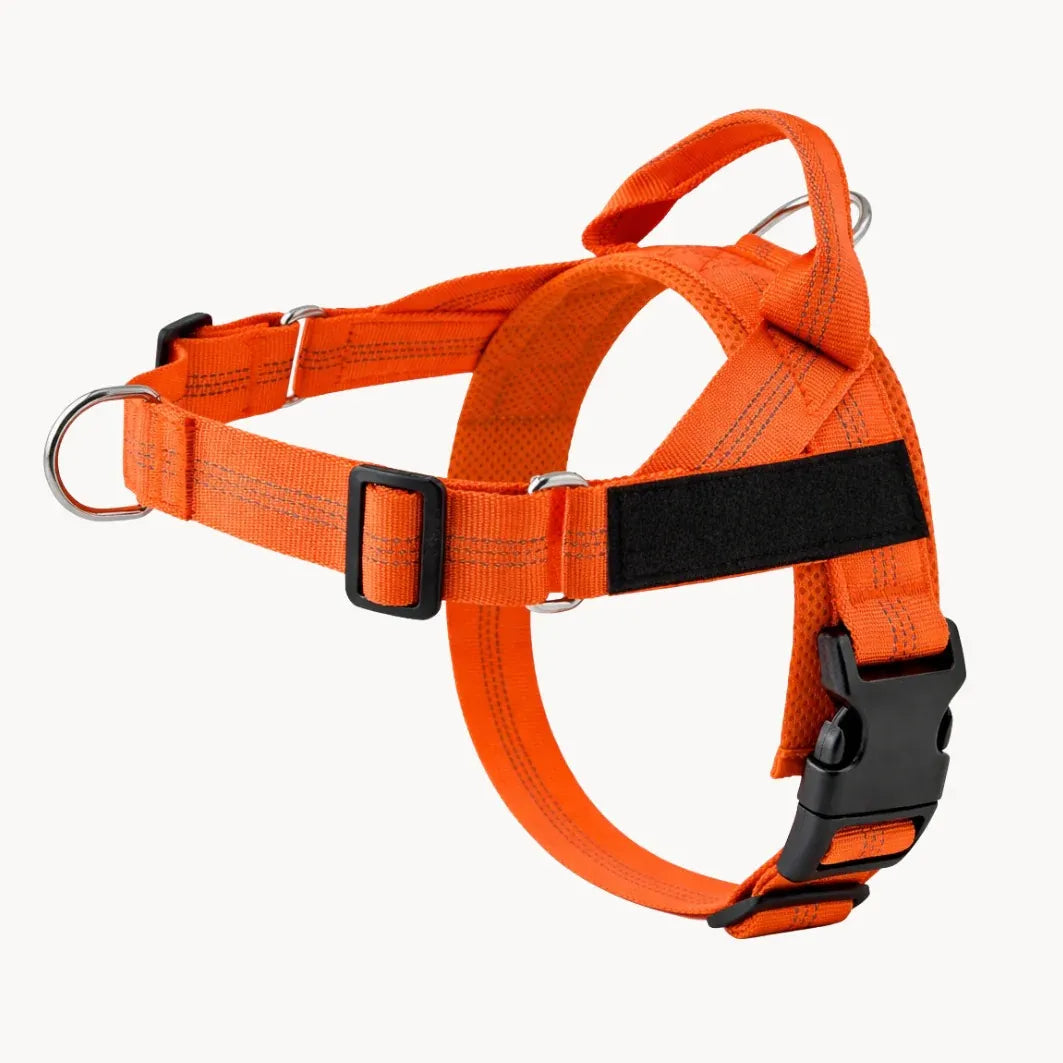 Training Harness