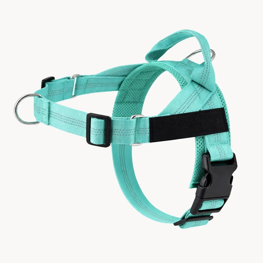 Training Harness