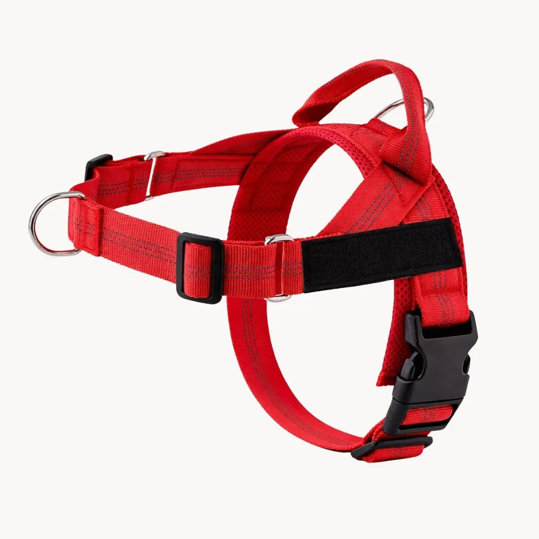 Training Harness