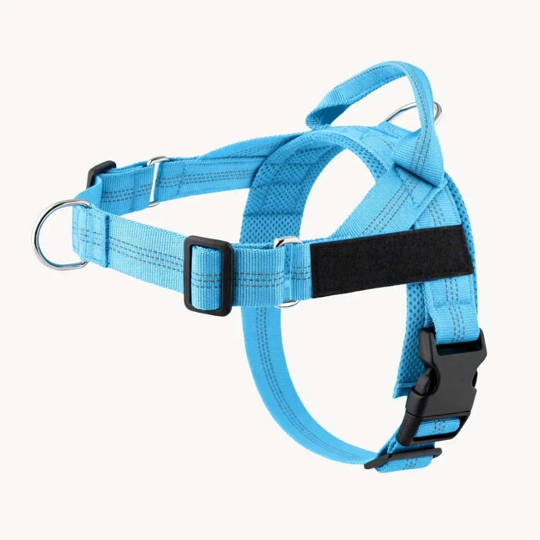Training Harness